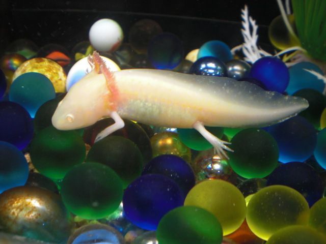 2009.8.10 ウパ 032.jpg