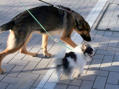 2010.8.26 ニコとマリモ 012.jpg