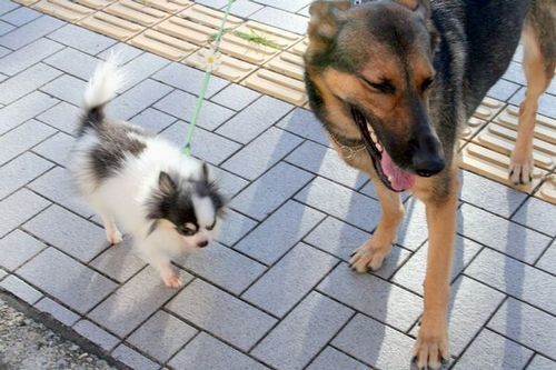 2010.8.26 ニコとマリモ 014.jpg