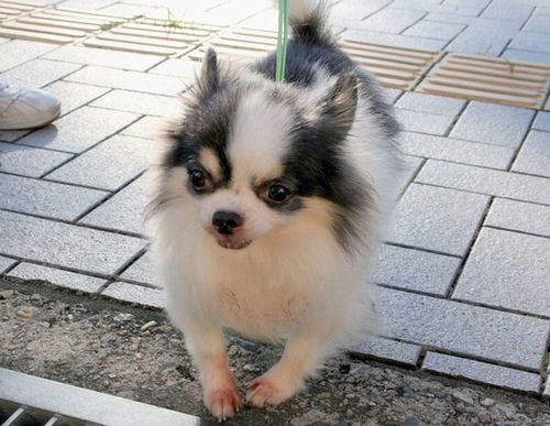 2010.8.26 ニコとマリモ 017.jpg