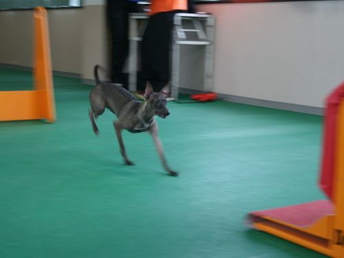 2010.9.22フライボール 003.jpg