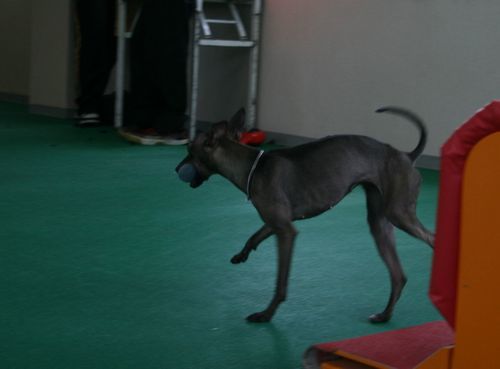 2010.9.22フライボール 007.jpg