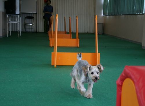 2010.9.22フライボール 019.jpg