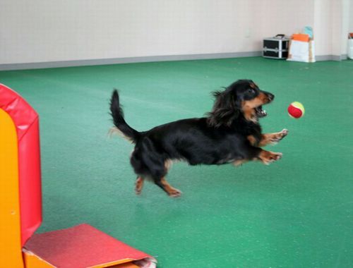 2010.9.22フライボール 058.jpg