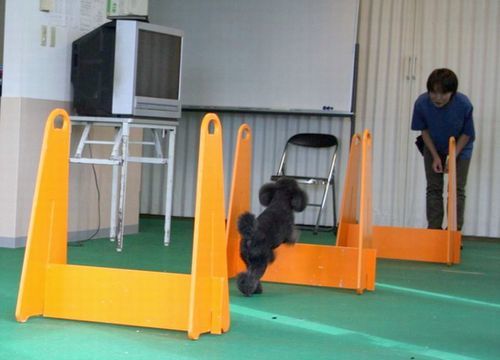 2010.9.22フライボール 074.jpg