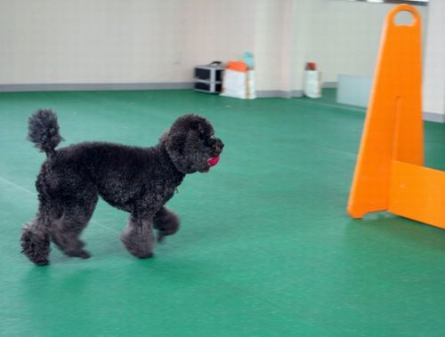 2010.9.22フライボール 079.jpg
