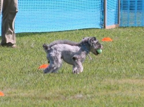 2010 09.20 フリ大会 468.jpg