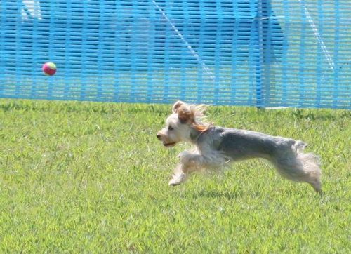 2010 09.20 フリ大会 514.jpg
