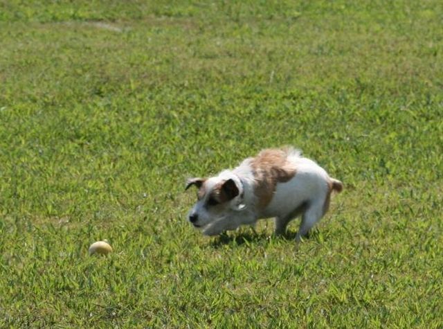 2010 09.20 フリ大会 623.jpg