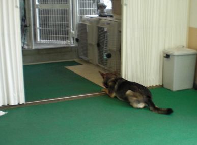 トレ犬2009.6.19 017.jpg