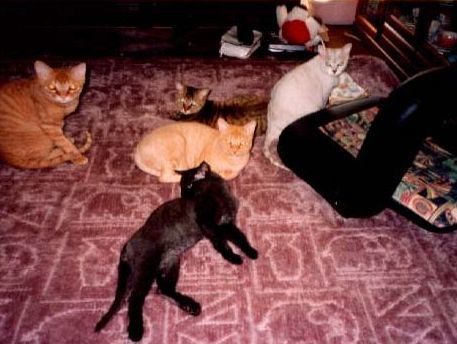 neko-1.jpg